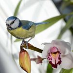 Du hast wohl ne Meise