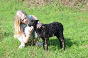 Jedes Jahr wieder: ein Flaschenlamm